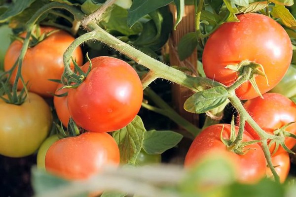 Tomate Verochka Bewertungen Foto