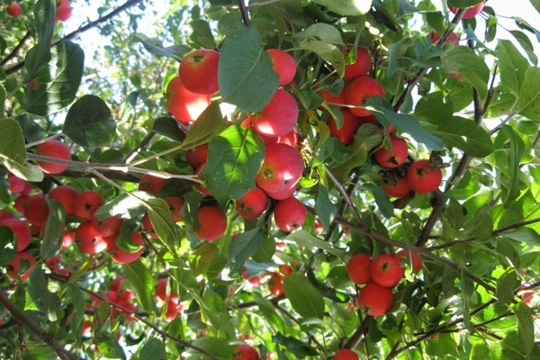 veteran apple tree photo