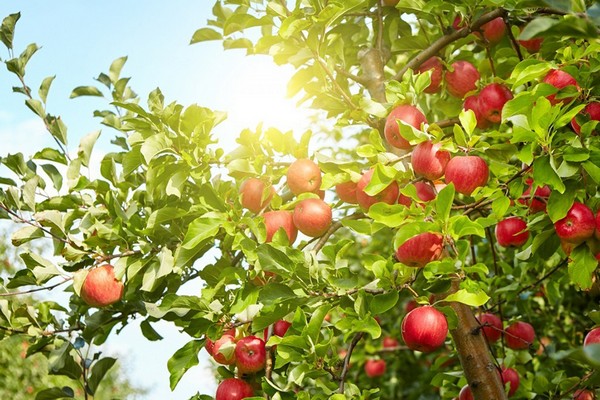 veteran apple tree description