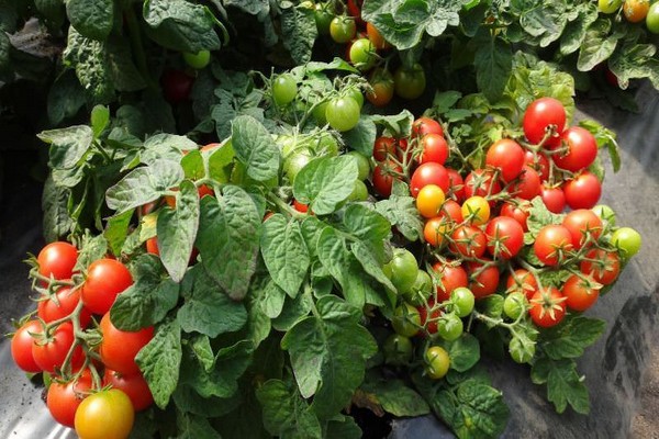 tomaten anscheinend unsichtbare bewertungen