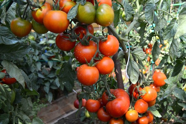 tomato variety apparently invisible