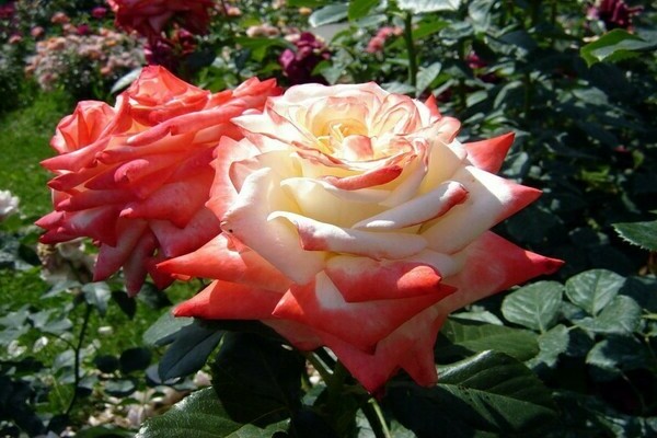 Hybrid tea types of roses: description