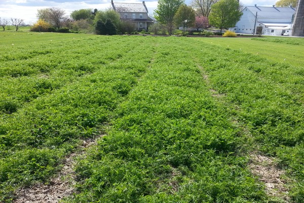 vetch + how green manure + when to sow