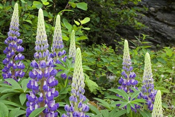 vetch + how green manure + when to sow