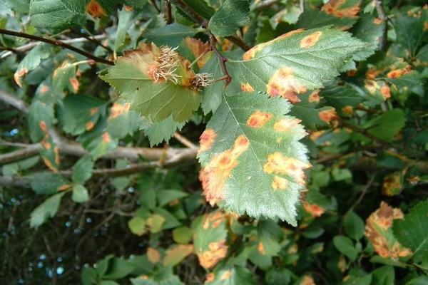 fungal disease ng clematis