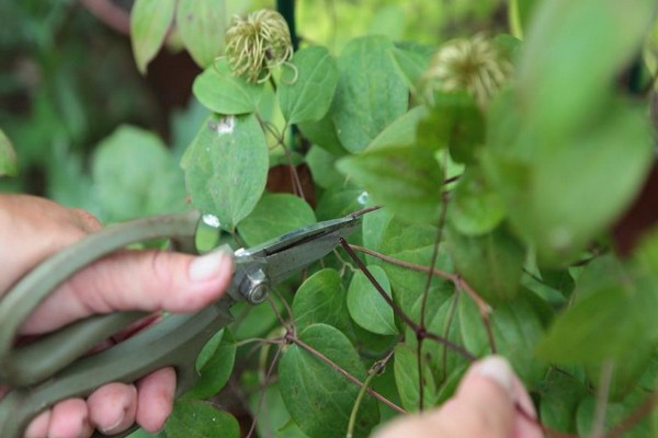 Welke + Clematis + Behandlung