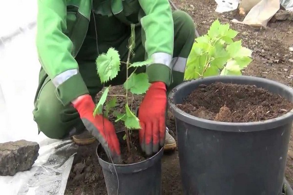 sadnja grožđa + u sibiru + za početnike