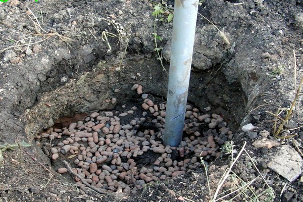 planting care grapes siberia