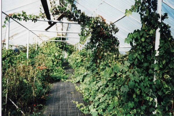 grapes in the greenhouse