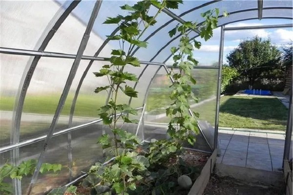 grapes in the greenhouse