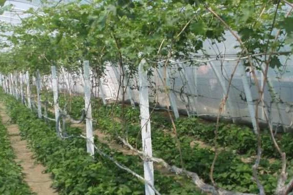 growing grapes + in a greenhouse + in the suburbs