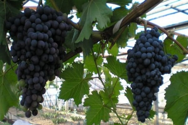 grapes in a greenhouse + in the suburbs