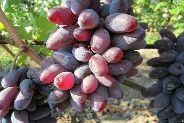 Baikonur grapes