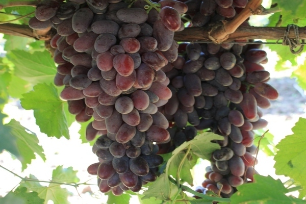 Baikonur grapes