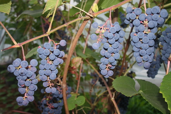 Zilga grape variety description