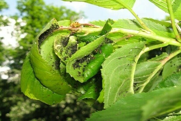 cherry-aphid