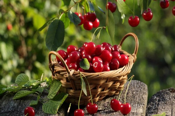 common cherry