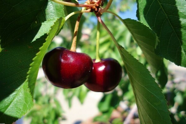 cherry kharitonovskaya description