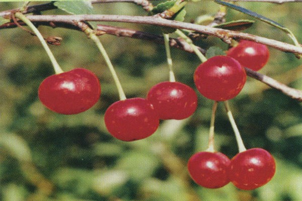 karaniwang cherry