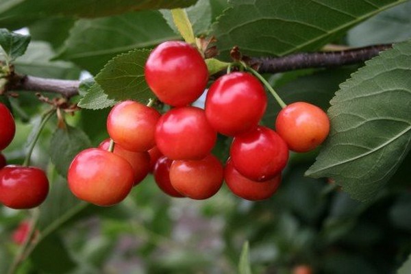 common cherry description