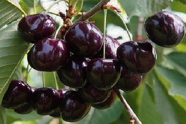 common cherry photo