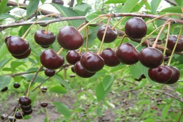 Paglalarawan ng Cherry Shokoladnitsa