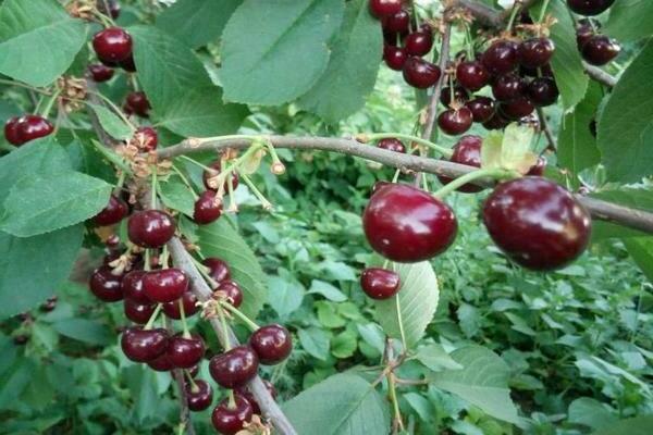 bush cherry