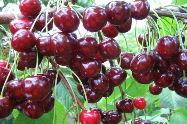 Cherry Leningradskaya itim