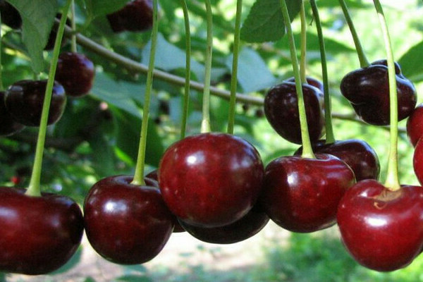 litrato ng cherry zhukovskaya