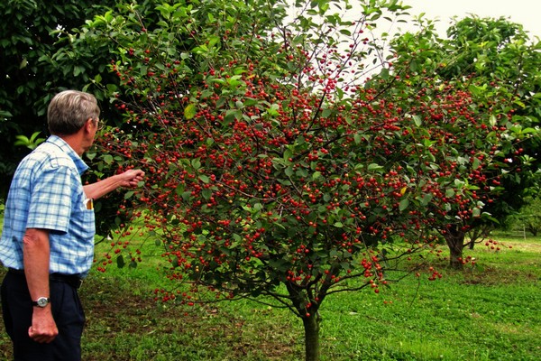 cherry vladimirskaya variety description