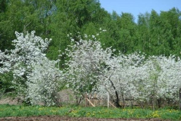 cherry variety vladimirskaya