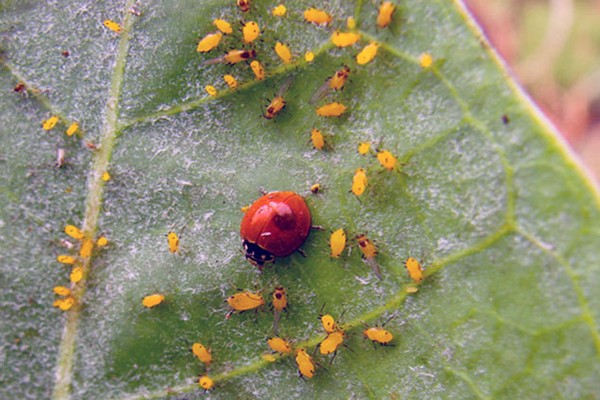 clematis disease