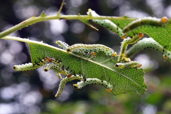 clematis disease