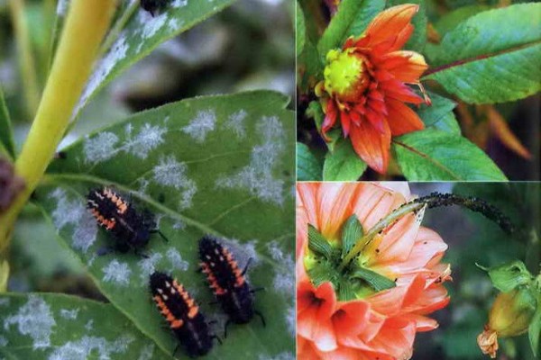 diseases of dahlias + and + their treatment photo