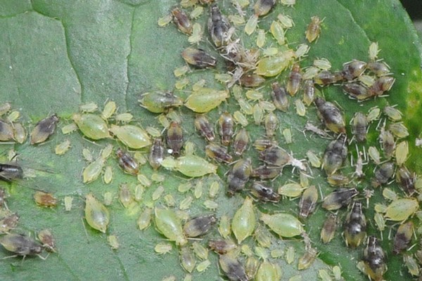 clematis disease