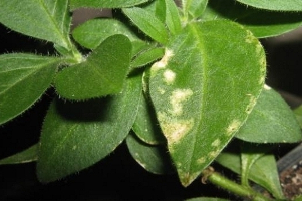 petunia pests