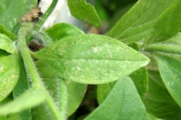 petunia pests