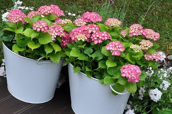 + hur man odlar hemlagad hortensia