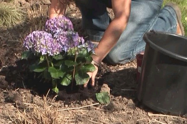 är det möjligt att odla hortensia