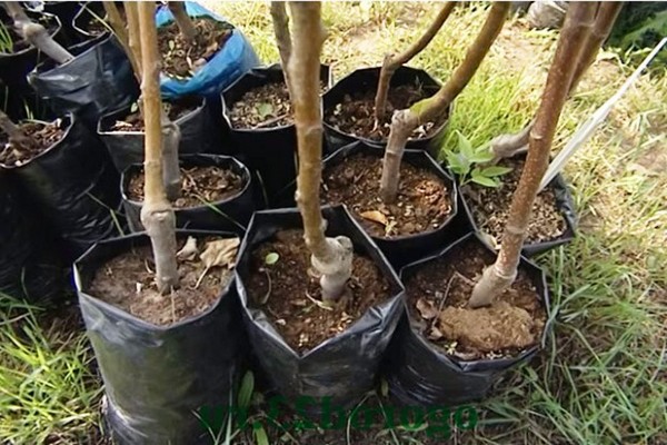 planting an apple tree