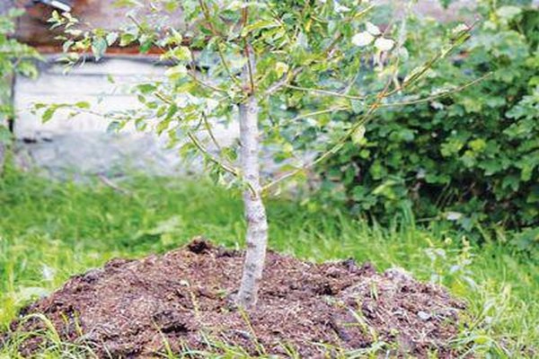 wann man Apfelbaumsetzlinge pflanzt