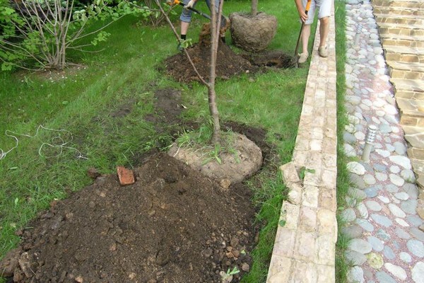 planting an apple tree