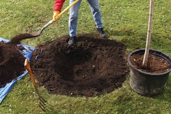 einen Apfelbaum pflanzen