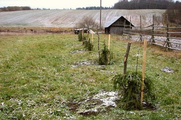 planting an apple tree