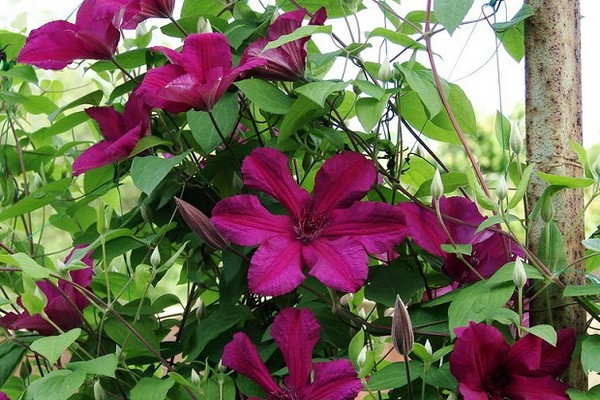 Clematis Kardinal Vyshinsky Foto