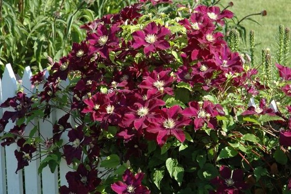 clematis cardinal vyshinsky description