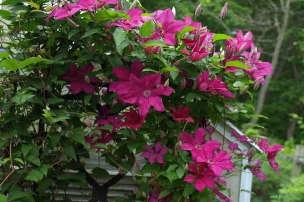 pagkakaiba-iba ng clematis Cardinal Vyshinsky