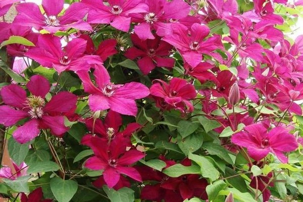 clematis cardinal vyshinsky photo