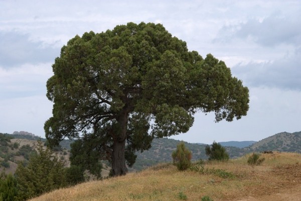 matangkad na larawan ng juniper