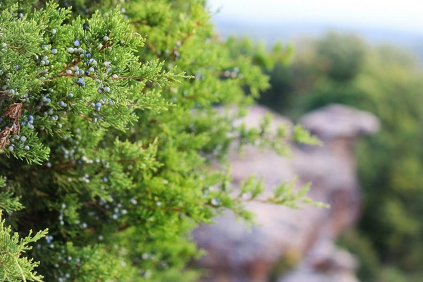 mataas na pagkakaiba-iba ng mga uri ng juniper ng mataas na junipers